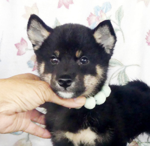 柴犬男の子です