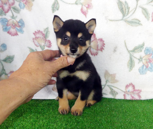 綺麗な顔立ちの黒豆柴メス子犬です。
