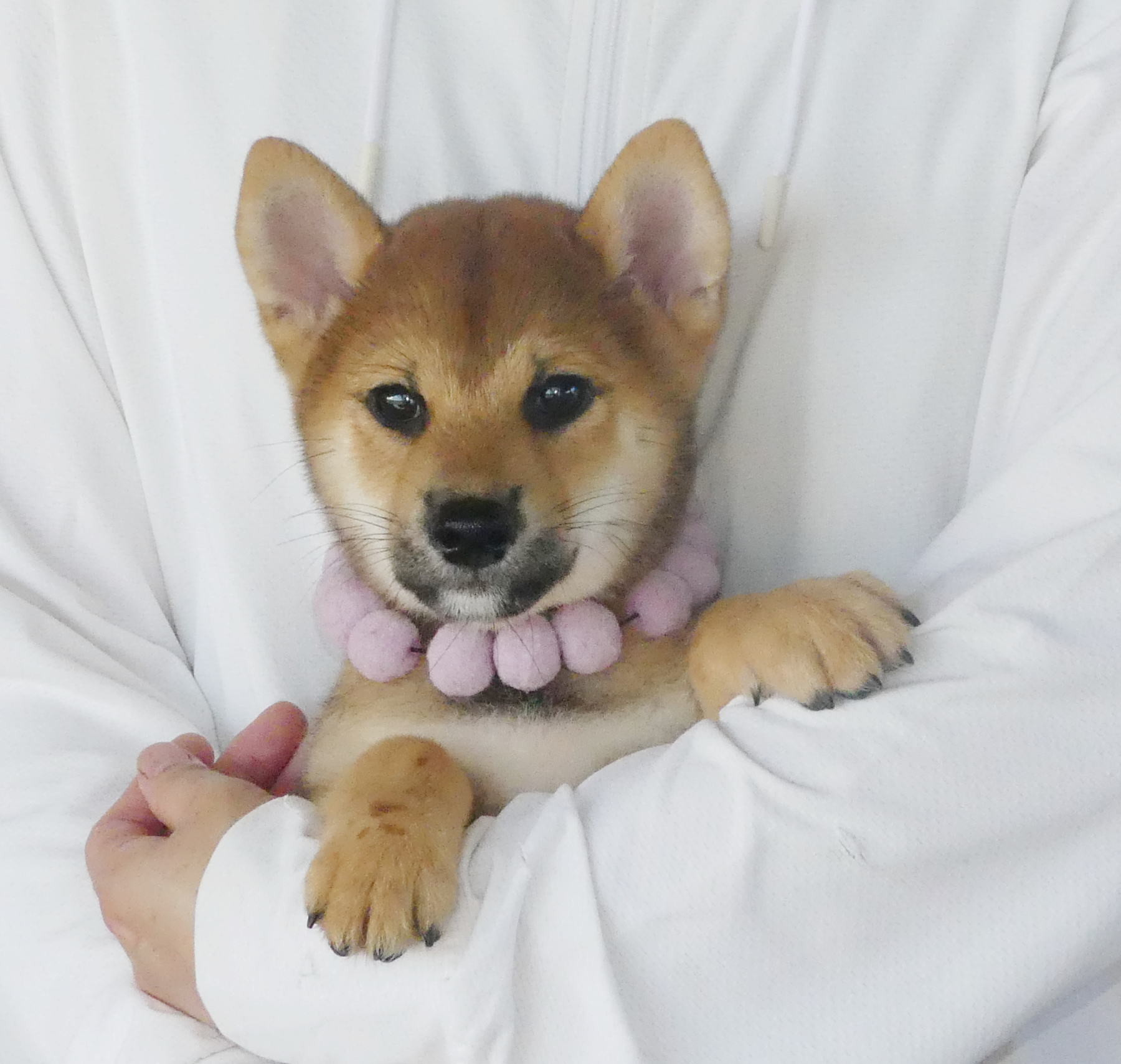 柴犬男の子です