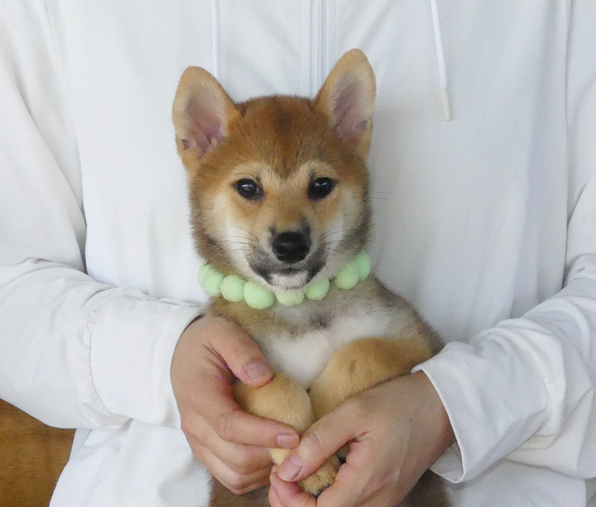柴犬男の子です
