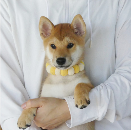柴犬女の子です