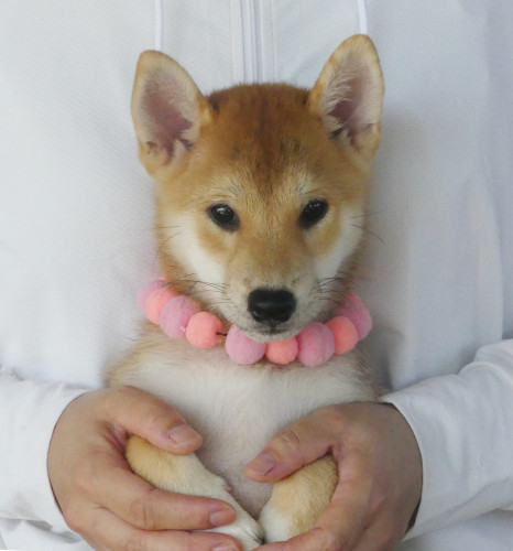 柴犬女の子です