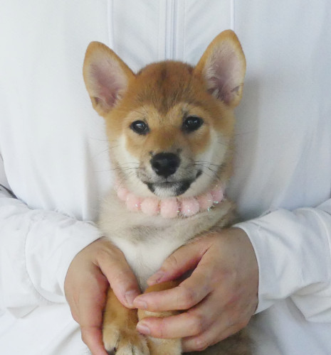 柴犬女の子です