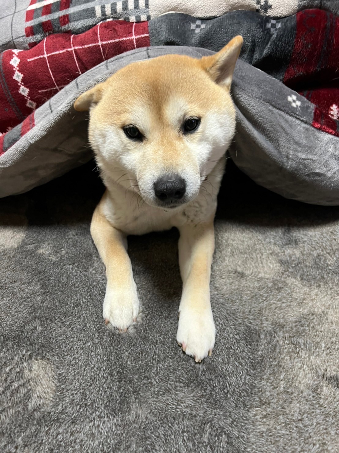 今日のワンちゃん　-こたつ犬　大福くん-