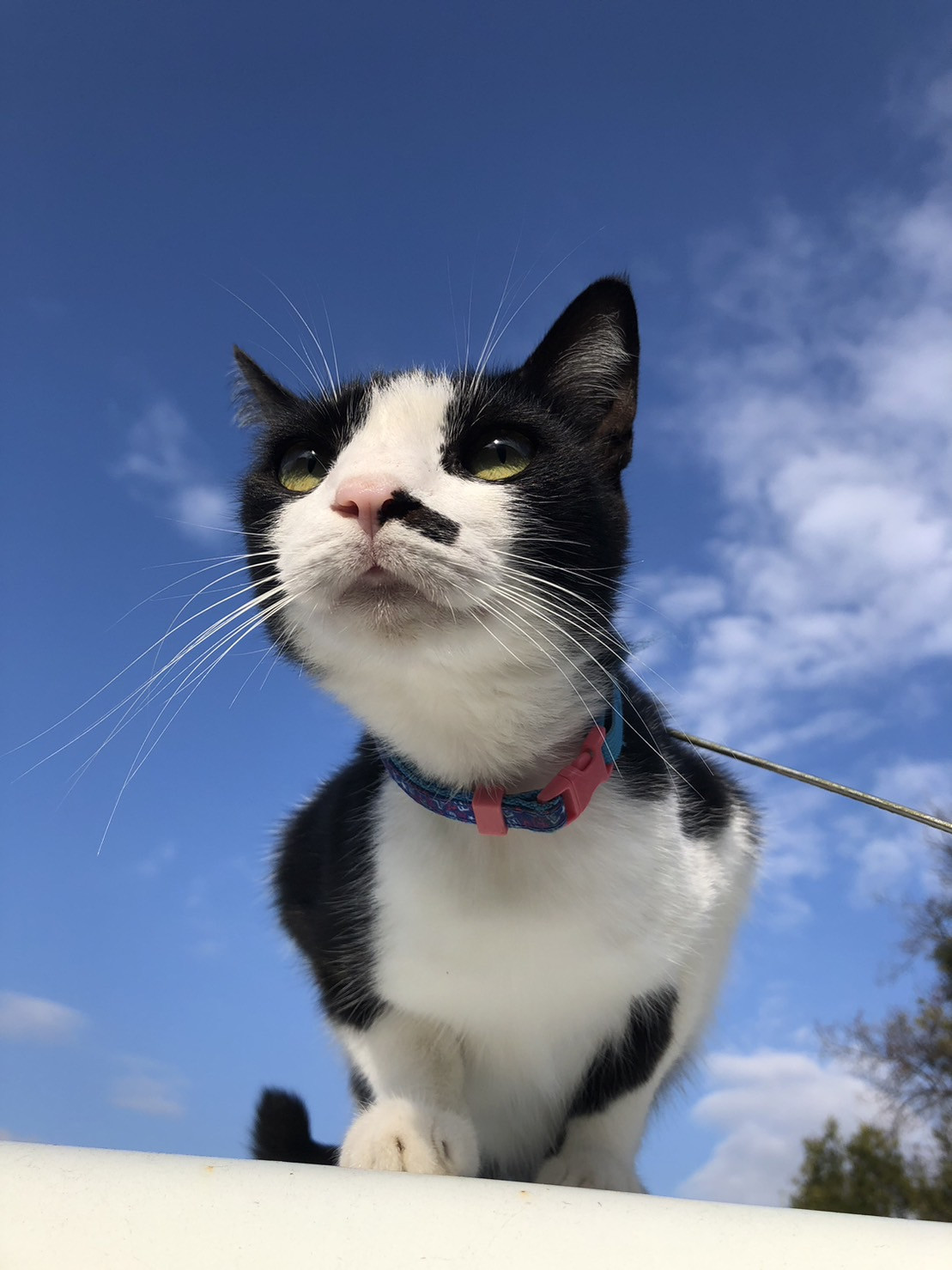 今日の猫ちゃん　-さつきちゃん-