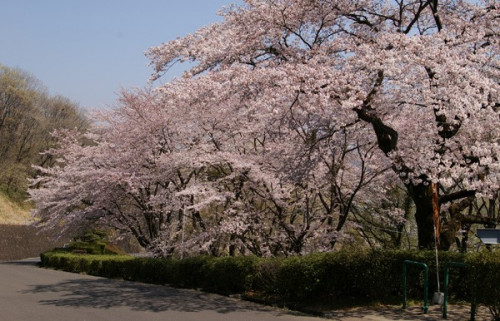 織姫公園　桜2.jpg