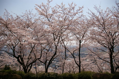 織姫公園　桜4.jpg