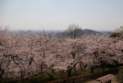 織姫公園　桜3.jpg