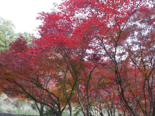 織姫公園　紅葉4.png