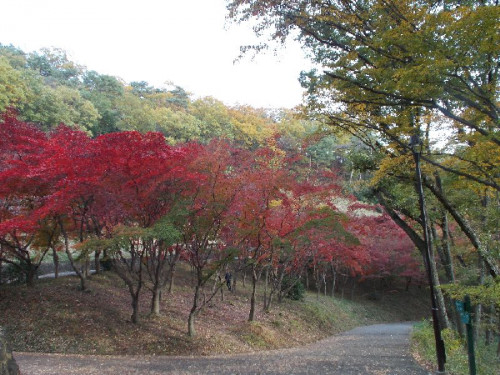 織姫公園　紅葉3.png