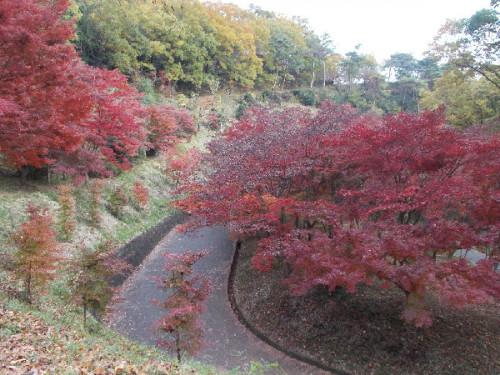 織姫公園　紅葉2.png