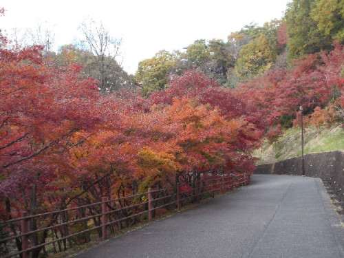 織姫公園　紅葉1.png