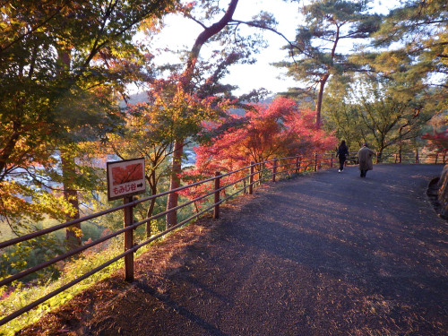 織姫公園　11/14(金)  夕方の紅葉状況です