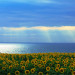 20120812-水平線.jpg