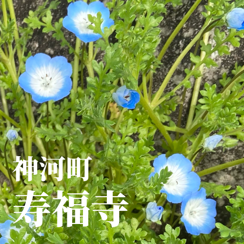 2C1BC154-3A85-46CE-947D-1F402FC7276C.png