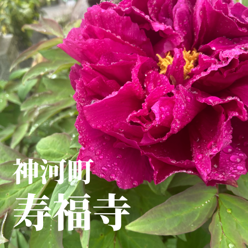 今日の花2_20240424222155.png
