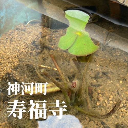 今日の花2_20240515142938.png