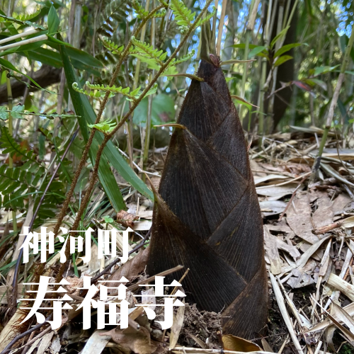 今日の花2_20240427214332.png