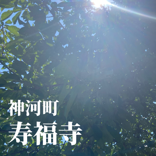 今日の花2_20240613234838.png