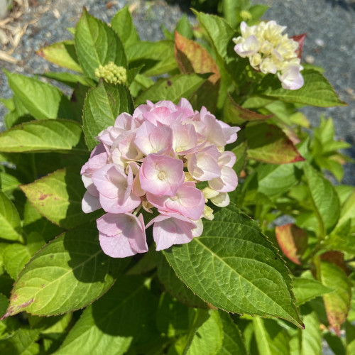 IMG_4990.jpeg