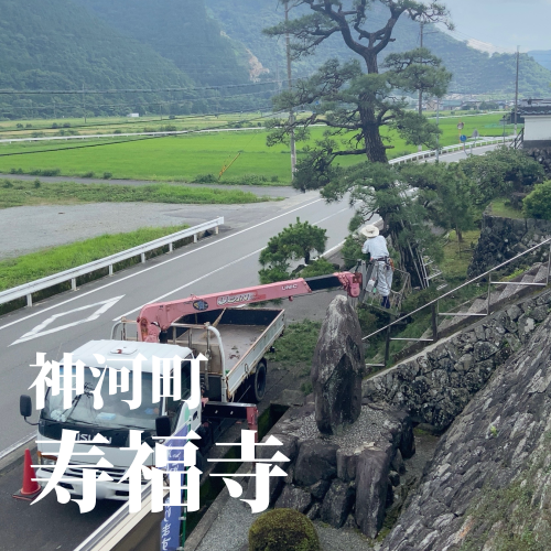 今日の花2_20240703183352.png