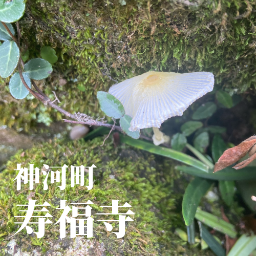 今日の花2_20240704223502.png
