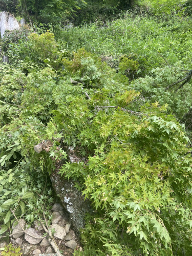 IMG_5144.jpeg