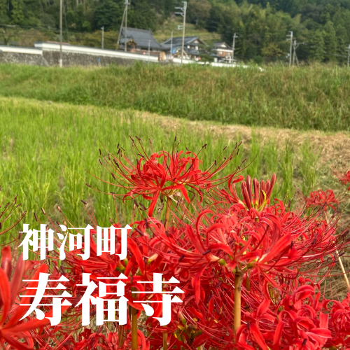 今日の花2_20241002130120.png