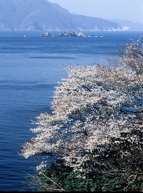 日本海と山桜