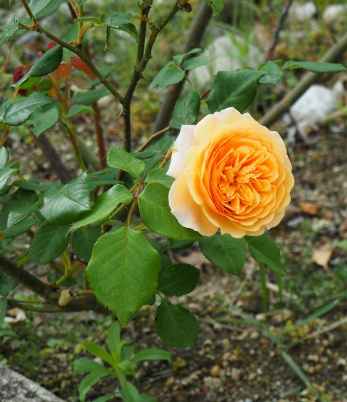 P5260130.JPG
