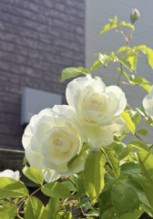 IMG_0579.jpeg