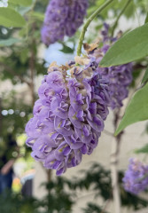 IMG_1223.jpeg