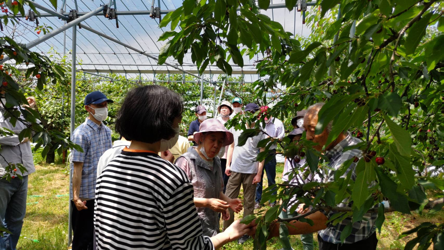 2024.6月　サクランボ狩りに行ってまいりました🍒