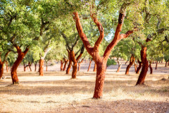 cork tree forest.jpg