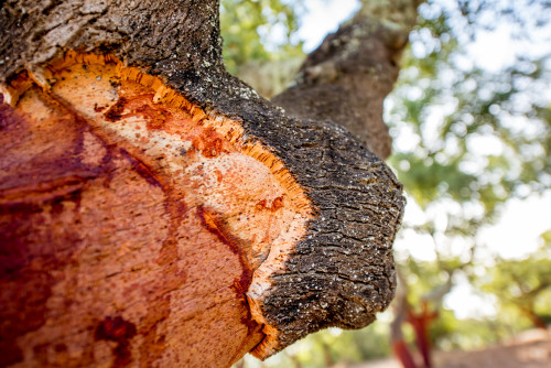 Close up, cork tree.jpg