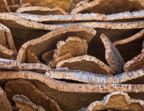 cork bark - cork oak bark ready for processing in Portugal shutterstock_399745066.jpg