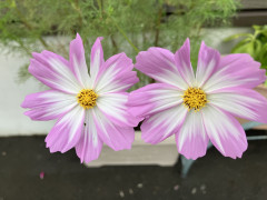 IMG_3857.jpeg