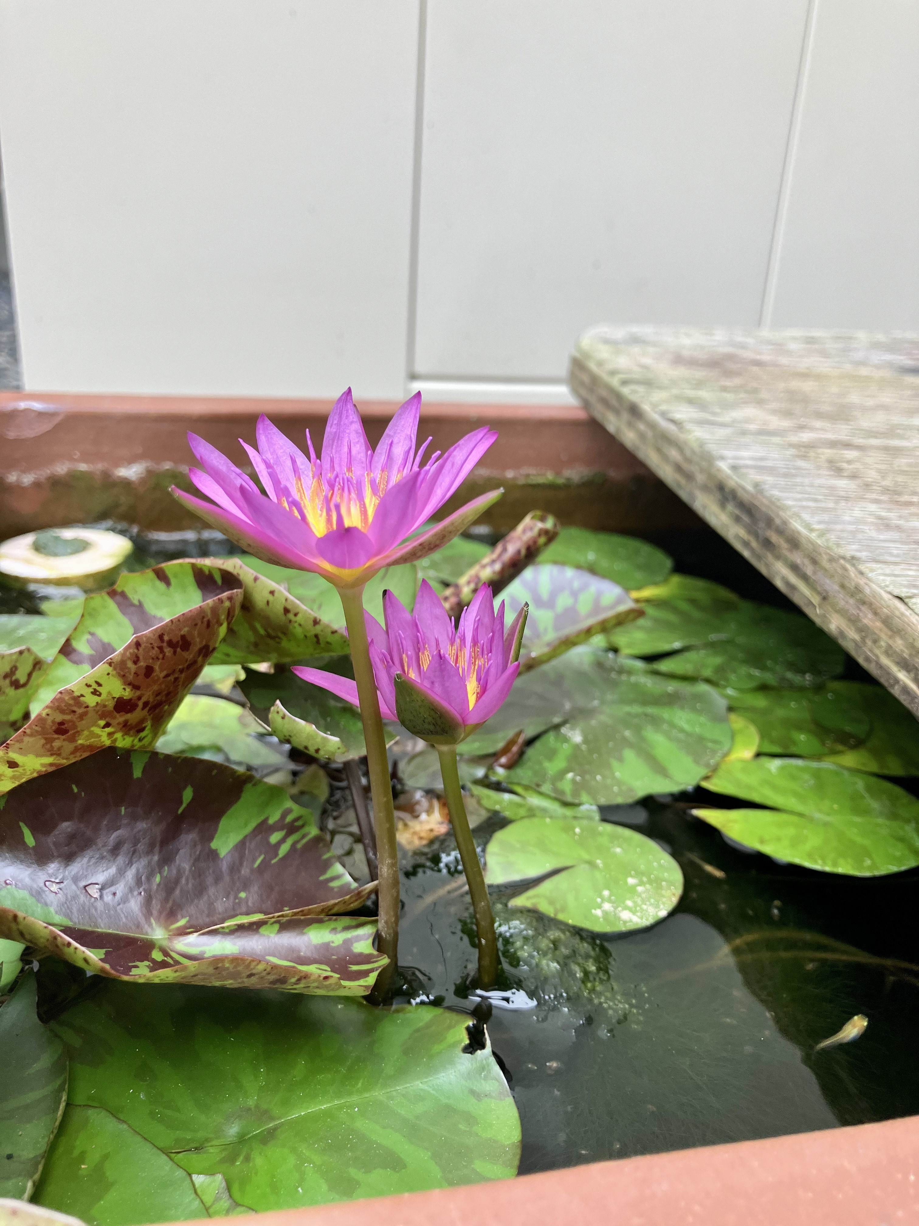 IMG_0355.jpeg