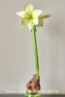 コラム写真ロゴPix.jpg