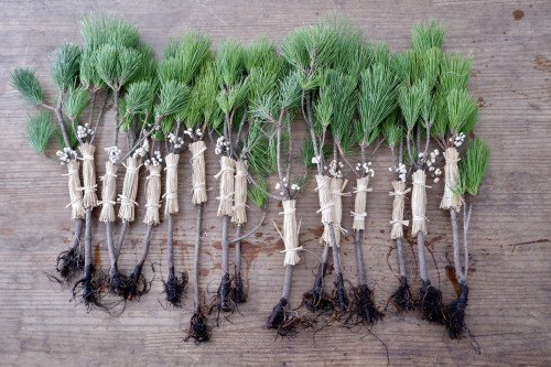 年末商品の販売について（12/13〜28）