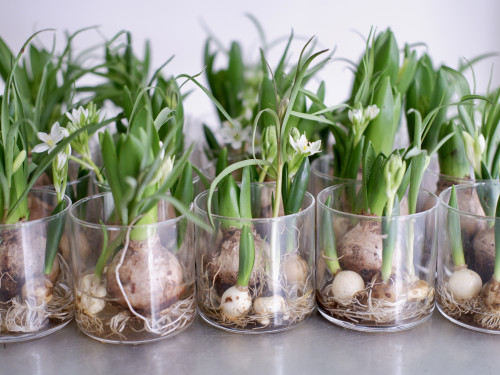 初売りのご案内