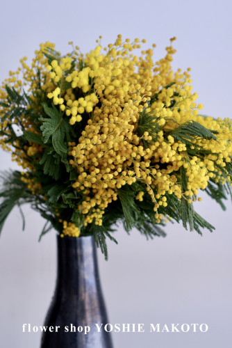 1月のコラム【ミモザをイタリアから】をアップしました