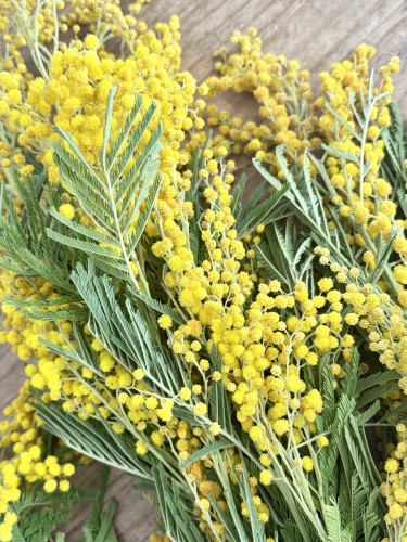 3月のミモザについて