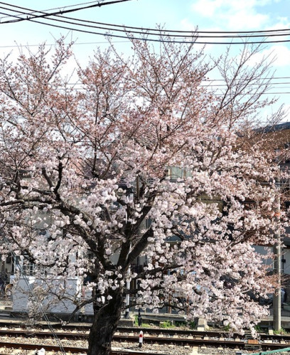 桜、咲く！