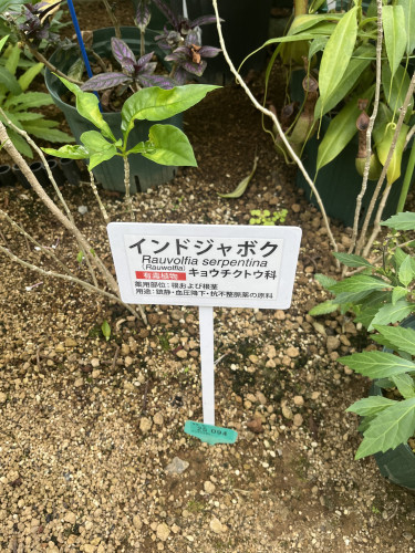 IMG_8337.jpeg