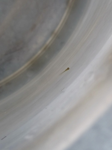 20250427_063350.JPG