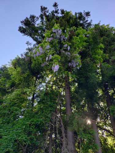 20250504_065403.JPG