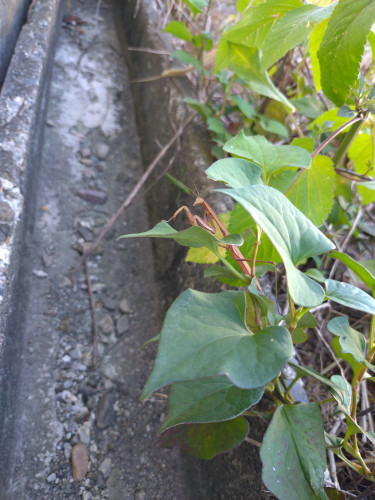 20260810_080820.JPG