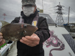 1月15日（日）釣果結果☆☆☆【ウマズラハギ便】