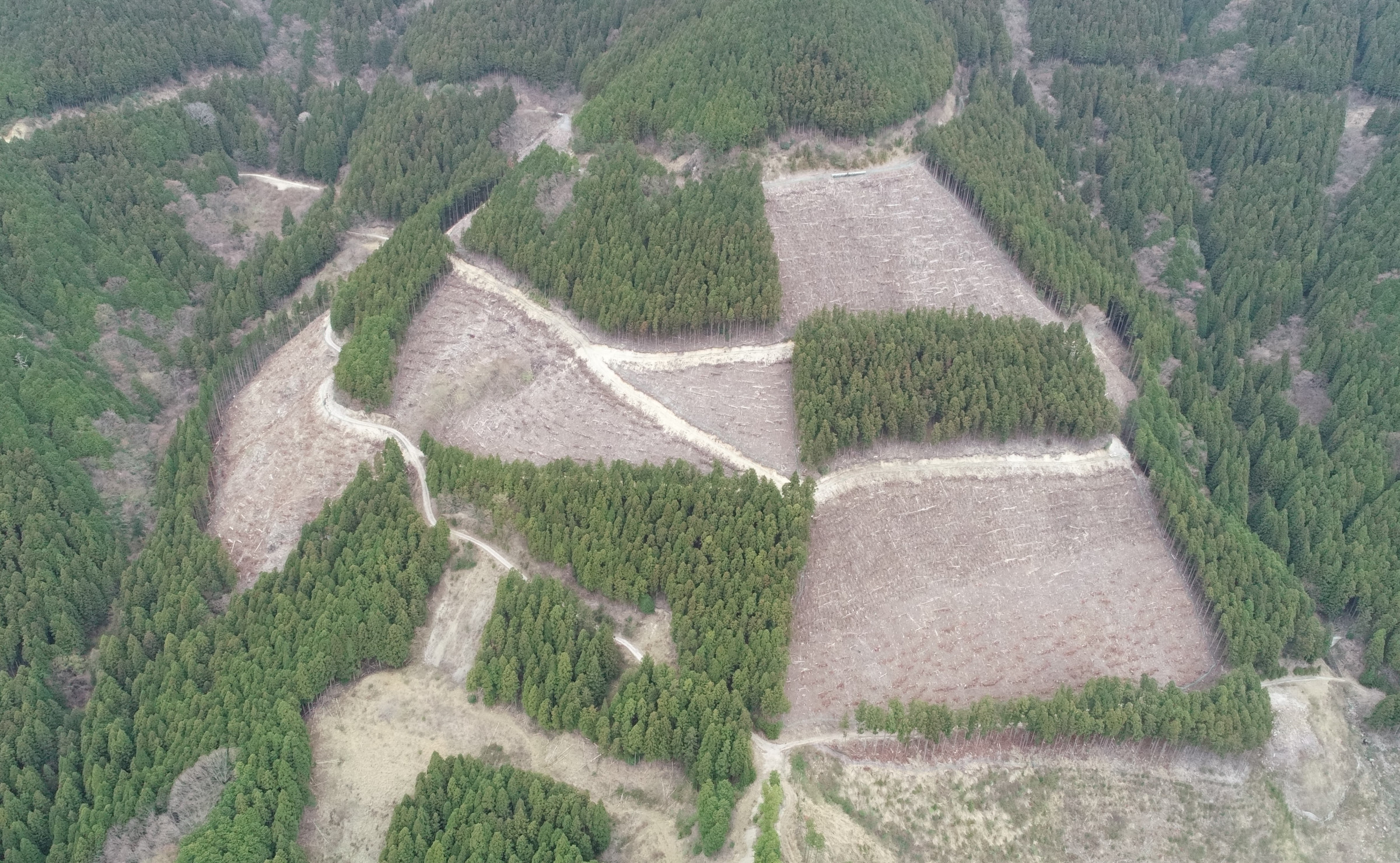 緑の循環を進める複層林施業の様子